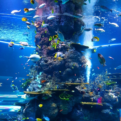 Aquatic habitat